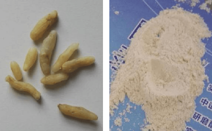 麦冬午夜激情视频网站前后